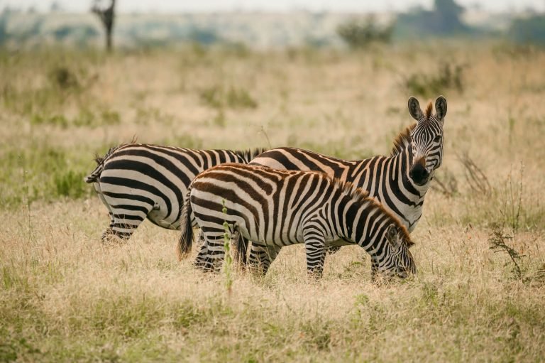 3 Day Zanzibar to Serengeti: Luxury Safari at Dove Camp