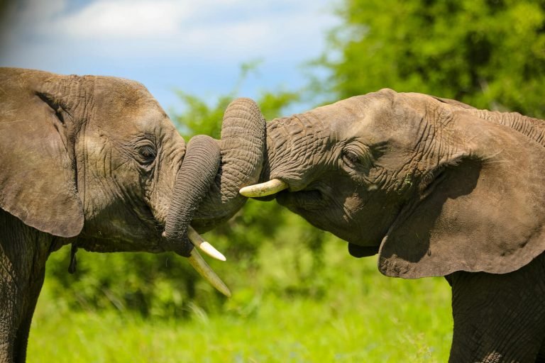 3 Day Central Serengeti: Luxury Safari at Dove Camp