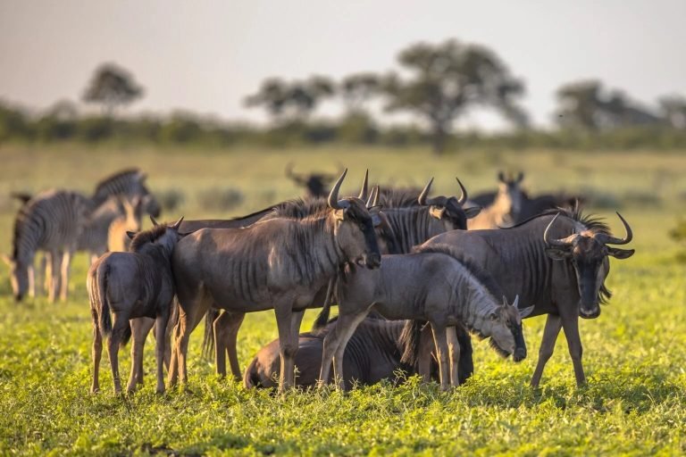 2 Day Central & Western Serengeti: Luxury Safari at Dove Camp
