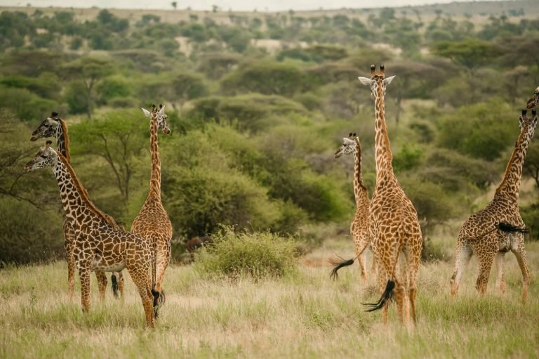 4 Day Zanzibar to Serengeti: Luxury Safari at Dove Camp