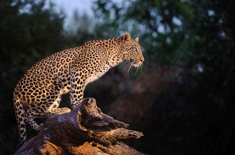 Best Time to Visit the Serengeti